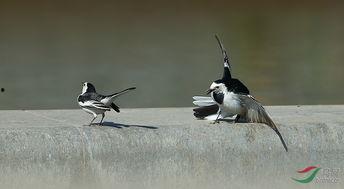 不是鸳家不聚头,探寻爱情永恒的纽带